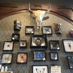 Memento Mori - Beautiful all of it , butterflies , scorpions it's all so mesmerizing and the customer service is oh so kind