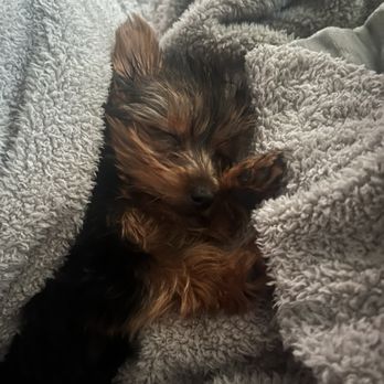 Coldwater Kennel - Pet Stores Near Me - Greene, Iowa