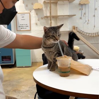 KitTea - Pet Adoption Near Me - San Francisco, California