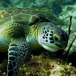 Aqua Sports Adventure - Nice turtles in Cozumel and Mahahual dive sites.