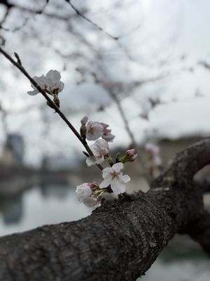 Osaka Castle by null