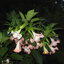 Jean's Magic Garden - Angel Trumpets