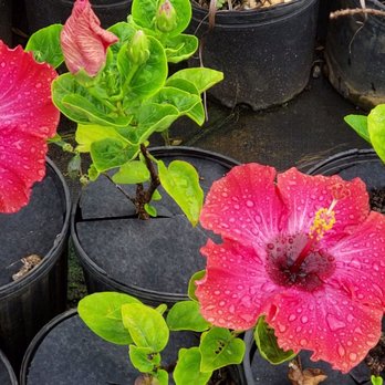 Kauai Seascapes Nursery - They have gorgeous hibiscuses. - Nurseries & Gardening Near Me - Kilauea, Hawaii