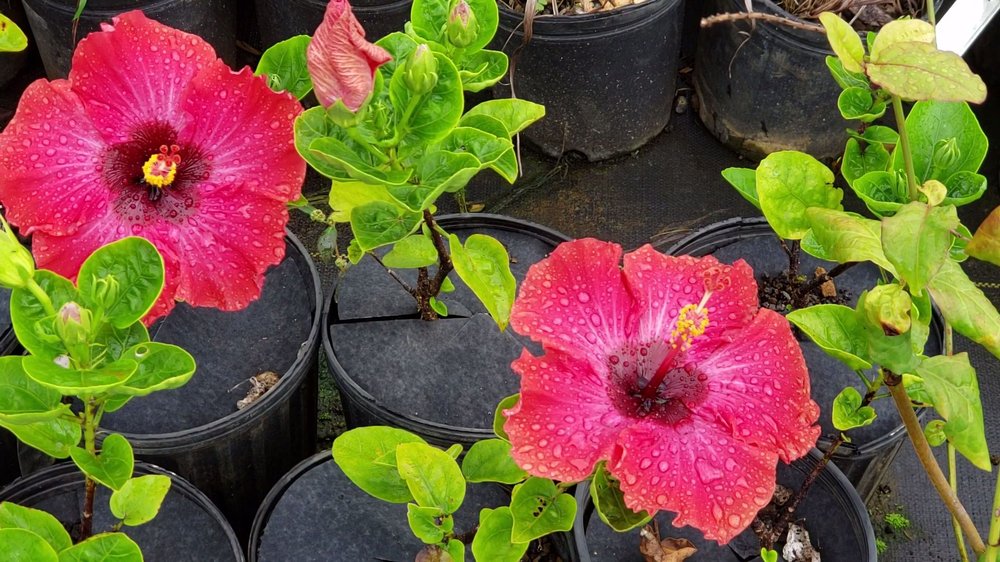 KAUAI SEASCAPES NURSERY 33 Photos 4741 Kahiliholo Rd, Kilauea