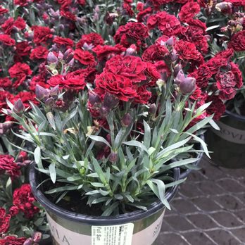 Lowe's Home Improvement - Picked up this - Home Decor Near Me - Fontana, California
