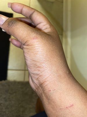 PAWS Atlanta by null