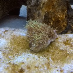 Exotic Aquatics - Coral piece