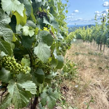 Furioso Vineyards - Wine Tasting Room Near Me - Dundee, Oregon
