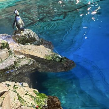 New England Aquarium - Penguins - Aquariums Near Me - Boston, Massachusetts New England Aquarium - Penguins - Aquariums Near Me - Boston, Massachusetts