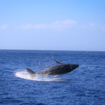 Gemini Sailing Charters - undefined - Boating Near Me - Lahaina, Hawaii Gemini Sailing Charters - undefined - Boating Near Me - Lahaina, Hawaii