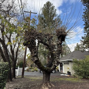 Empire Tree And Landscape Service - Pre pollard - Tree Services Near Me Empire Tree And Landscape Service - Pre pollard - Tree Services Near Me