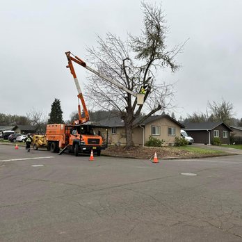 NWB Tree - Tree Services Near Me NWB Tree - Tree Services Near Me
