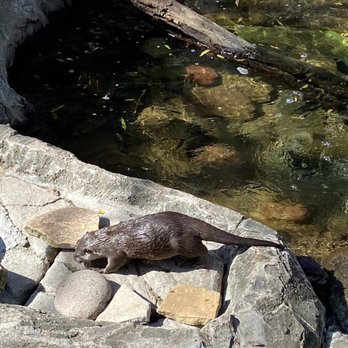 Dallas Zoo - Zoos Near Me - Dallas, Texas