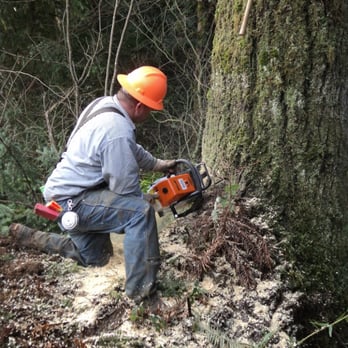 Bonnell Tree Technicians - Dan working on a big Fir - Tree Services Near Me - Cosmopolis, Washington