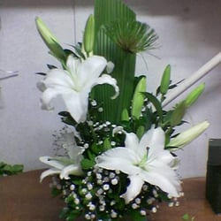 A Mimosa Flores