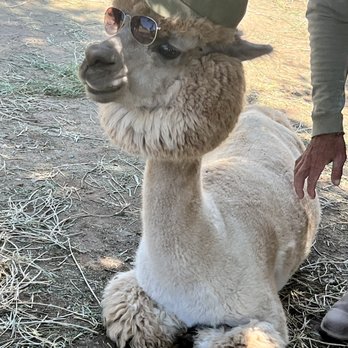 Canzelle Alpacas - Farms Near Me - Carpinteria, California Canzelle Alpacas - Farms Near Me - Carpinteria, California