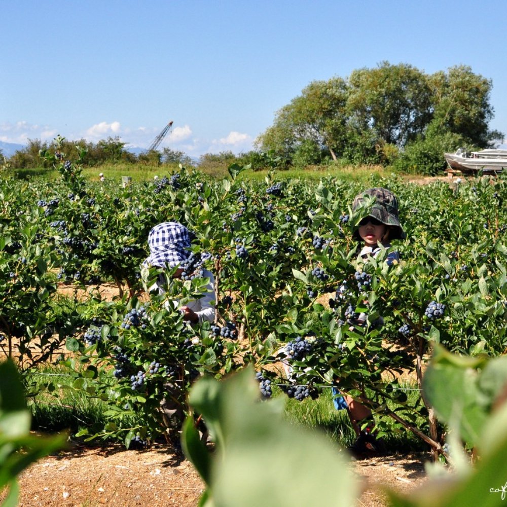 Emma Lea Farms - Fruits & Veggies Near Me - Delta, British Columbia