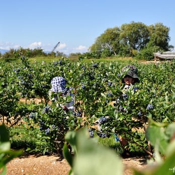 Emma Lea Farms - Fruits & Veggies Near Me - Delta, British Columbia Emma Lea Farms - Fruits & Veggies Near Me - Delta, British Columbia