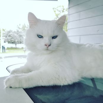 Aycock Veterinary Clinic - #princessxenadora - Veterinarians Near Me - Davie, Florida Aycock Veterinary Clinic - #princessxenadora - Veterinarians Near Me - Davie, Florida