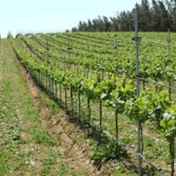 Cottonwood Canyon Vineyard & Winery