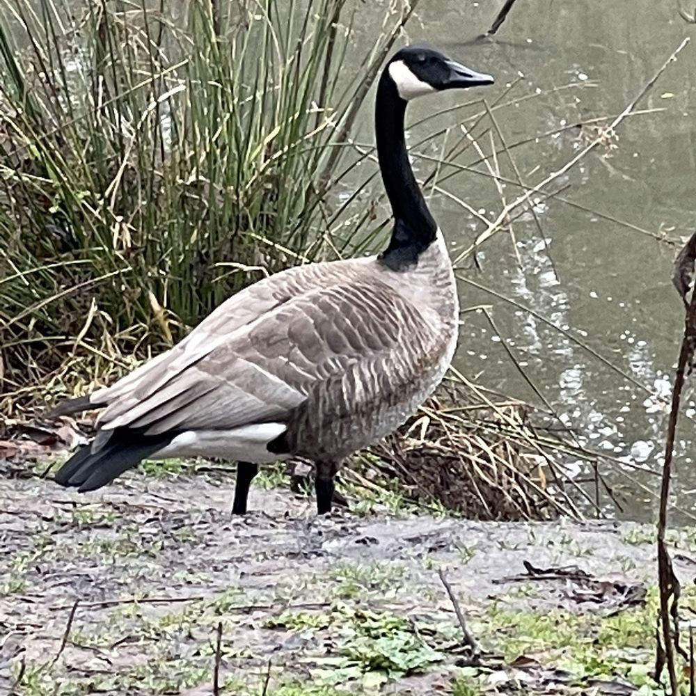 Summerlake Park - Parks Near Me - Tigard, Oregon Summerlake Park - Parks Near Me - Tigard, Oregon