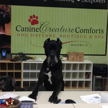 Canine Creature Comforts - May I help you? - Pet Sitting Near Me - East Whiteland, Pennsylvania Canine Creature Comforts - May I help you? - Pet Sitting Near Me - East Whiteland, Pennsylvania