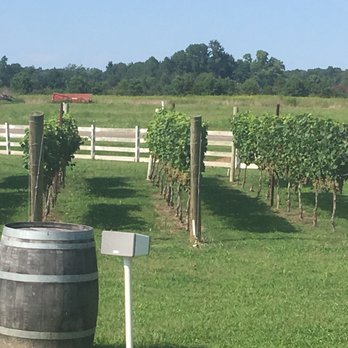 The Dog And Oyster Micro-Vineyard - Vineyard at The Dog & Oyster; we missed a photo of their rescue pups - Wineries Near Me - Irvington, Virginia