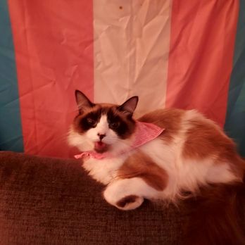 Wag On Wheel - Pampered cat - Pet Groomers Near Me - Chino, California Wag On Wheel - Pampered cat - Pet Groomers Near Me - Chino, California
