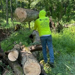 LC Tree Service