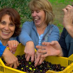 Culture Discovery Vacations - Harvesting Olives in Umbria Italy