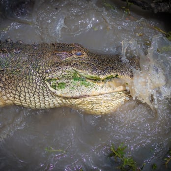 Gator Country - Zoos Near Me - Beaumont, Texas