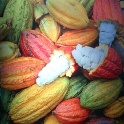 Chocolates Divine - Cocoa pods fresh off the trees