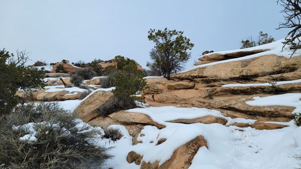 Natural Bridges National Monument by null