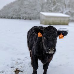 Aquidneck Farms