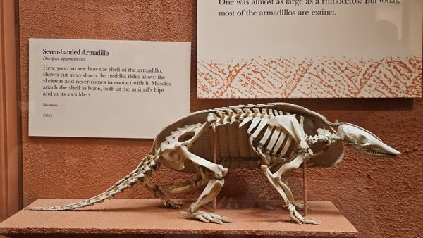 Field Museum by null Field Museum by null