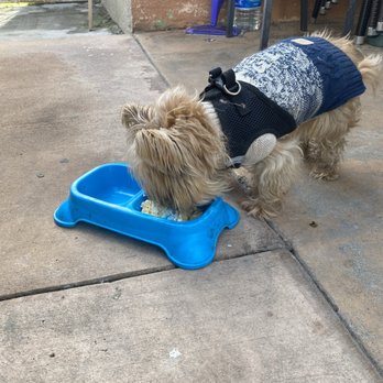 Redondo Dog - Pet Services Near Me - Carson, California Redondo Dog - Pet Services Near Me - Carson, California