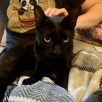 Milo Foundation - Our new cat Bean! - Pet Adoption Near Me - Point Richmond, California