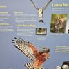 Lindsay Wildlife Experience gift card