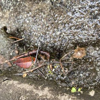 Gutter Guru - Dirty Gutter before Gutter Guru - Gutter Services Near Me - Carlsbad, California Gutter Guru - Dirty Gutter before Gutter Guru - Gutter Services Near Me - Carlsbad, California