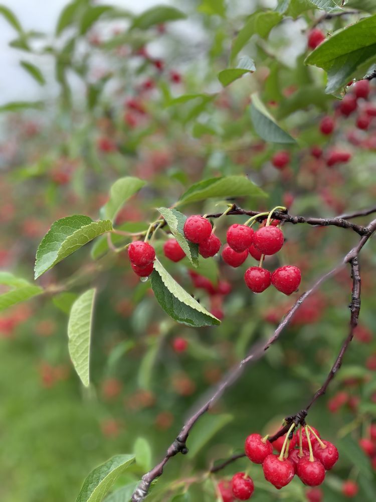 Brookwood Fruit Farm Logo