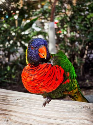 Aquarium of the Pacific by null