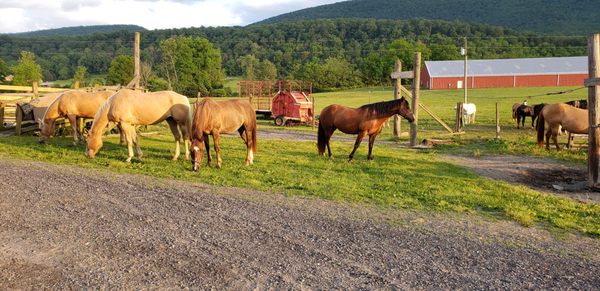 Secret Passage Ranch by null