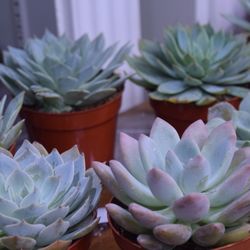 Village Flowery - Succulents