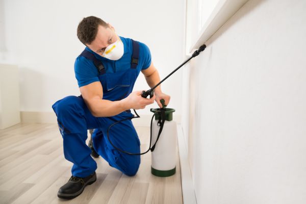 Bed Bug Exterminator - Buffalo