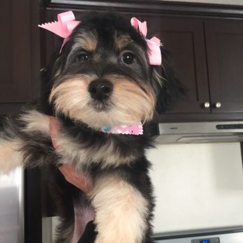 transfurmations mobile pet spa