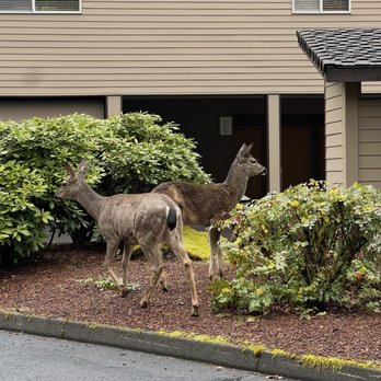 Whispering Woods Resort - Deer in parking lot - Resorts Near Me - Mount Hood Village, Oregon Whispering Woods Resort - Deer in parking lot - Resorts Near Me - Mount Hood Village, Oregon