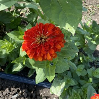The Pumpkin Patch - Flowers! - Pumpkin Patches Near Me - San Luis Obispo, California