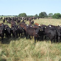 Noble Family Farms