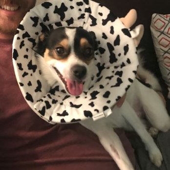Stewart Veterinary Group - Bueller recovering with all smiles! - Veterinarians Near Me - Los Angeles, California Stewart Veterinary Group - Bueller recovering with all smiles! - Veterinarians Near Me - Los Angeles, California