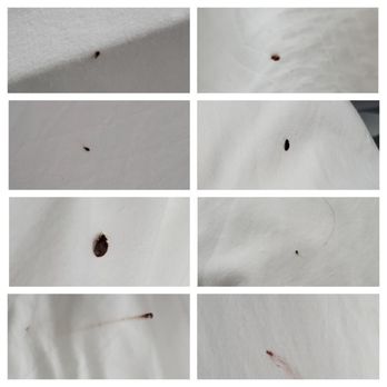 Granada Inn - Pictures of some of the bed bugs and blood stains on sheet. - Hotels Near Me - Fort Lauderdale, Florida Granada Inn - Pictures of some of the bed bugs and blood stains on sheet. - Hotels Near Me - Fort Lauderdale, Florida
